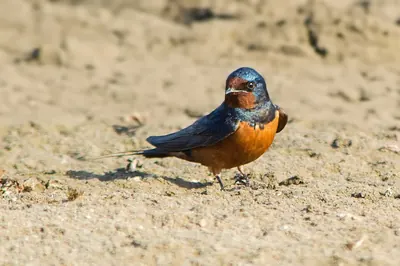 Swallow