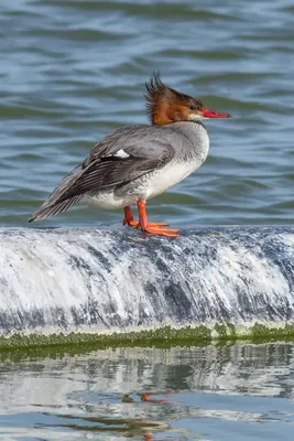 Goosander