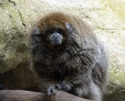 Plecturocebus donacophilus