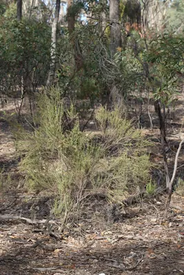 Cassinia sifton