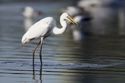 Great White Egret
