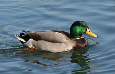 Mallard