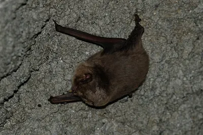 Common Bentwing Bat