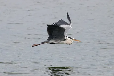 Grey Heron