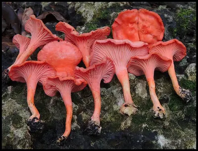 Cantharellus coccolobae