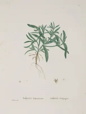 Aizoanthemopsis hispanica