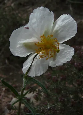 Helianthemum apenninum