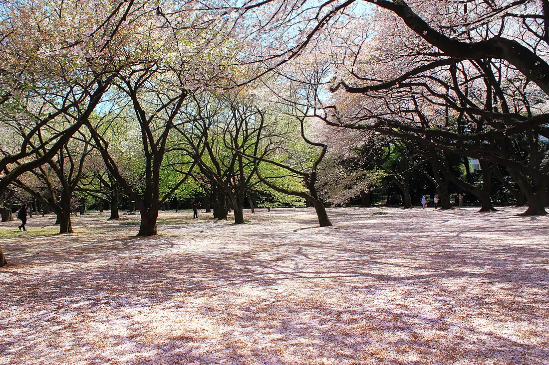 Shinjuku Gyoen National Garden - sakura 2