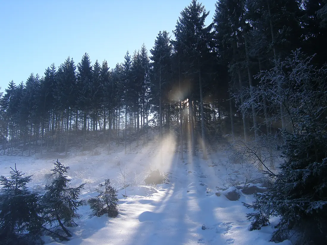 Silkeborg - Frost og rimtåge - panoramio