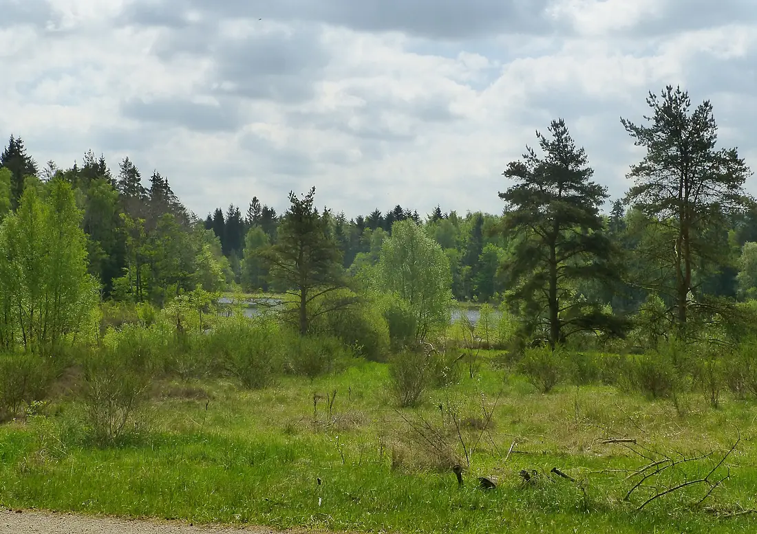 Addit Skov ved Svinesø