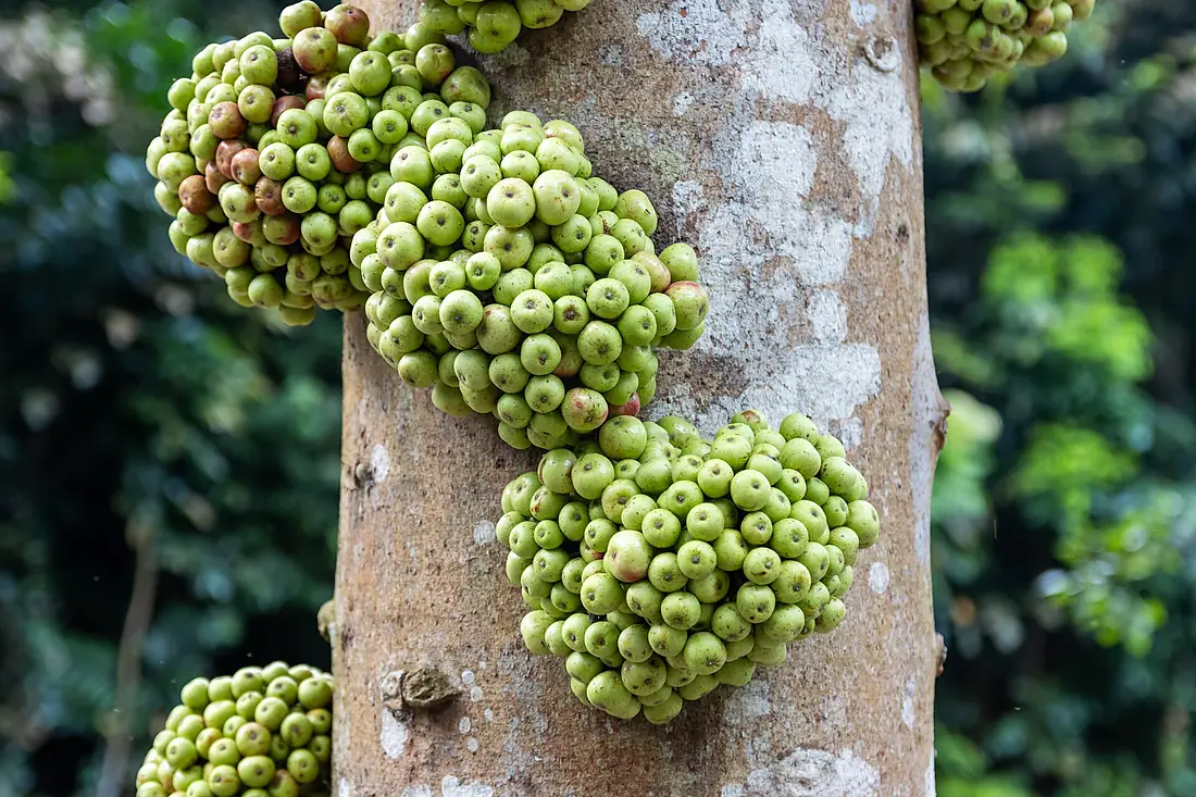 2016 Singapur, Ogrody botaniczne (255)