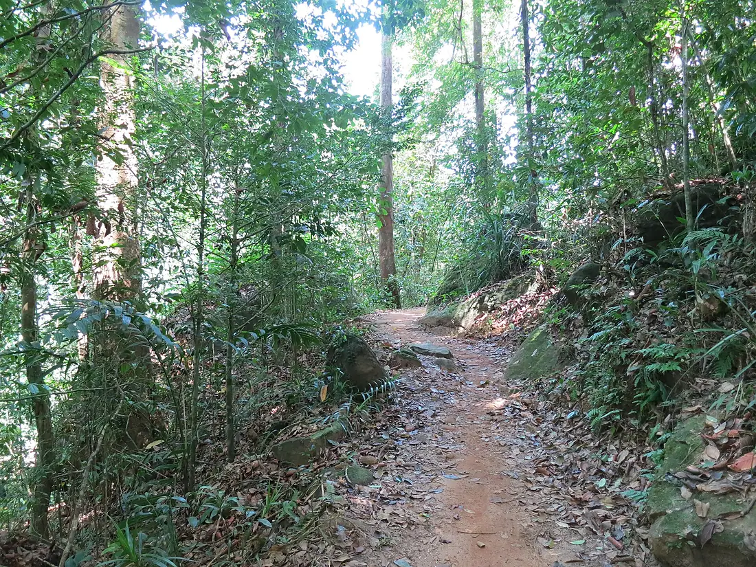 Sinharaja Forest trail