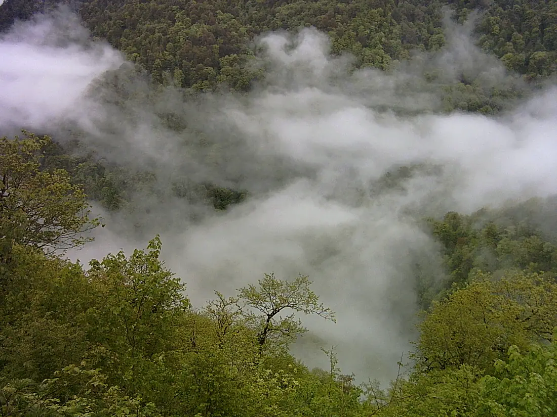 Sisangan National Forest