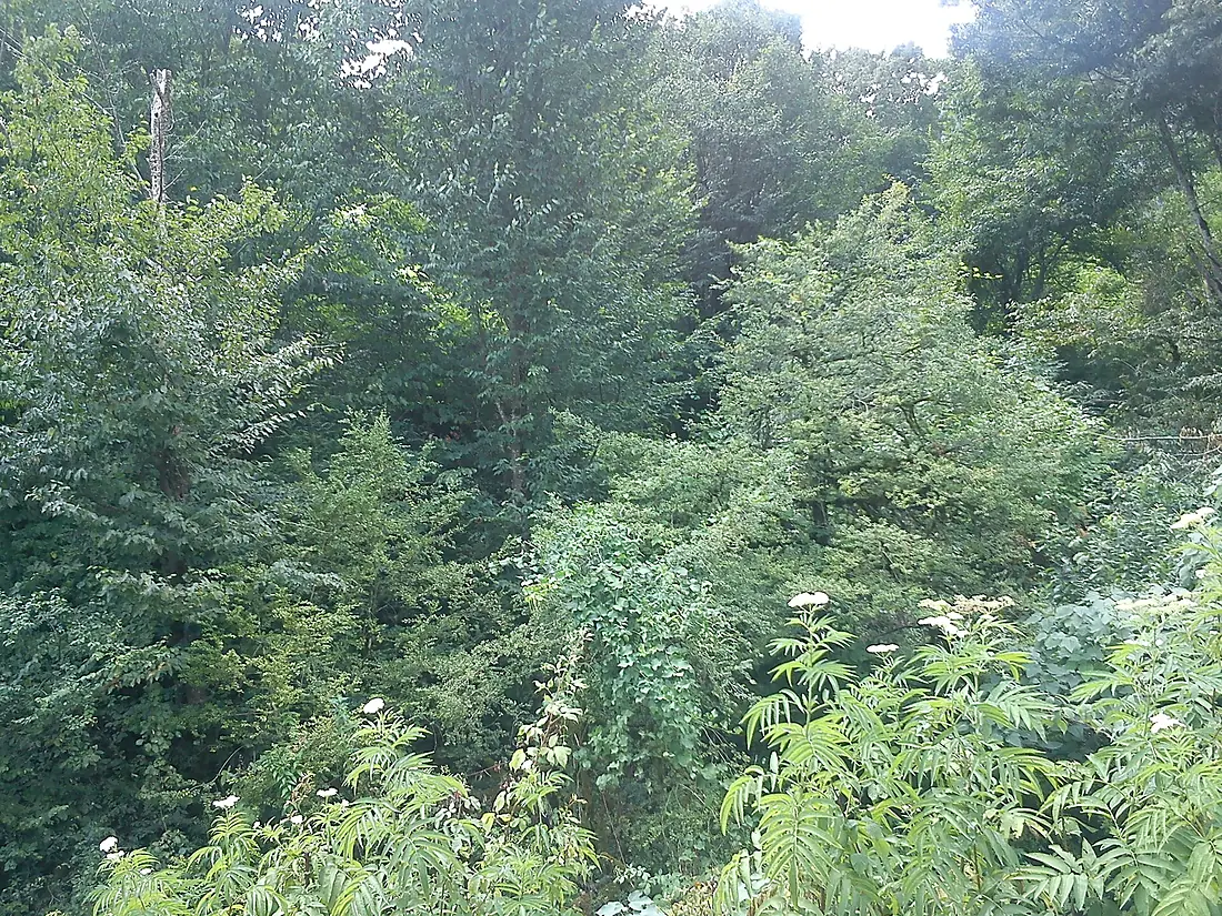 Beautiful forest - panoramio