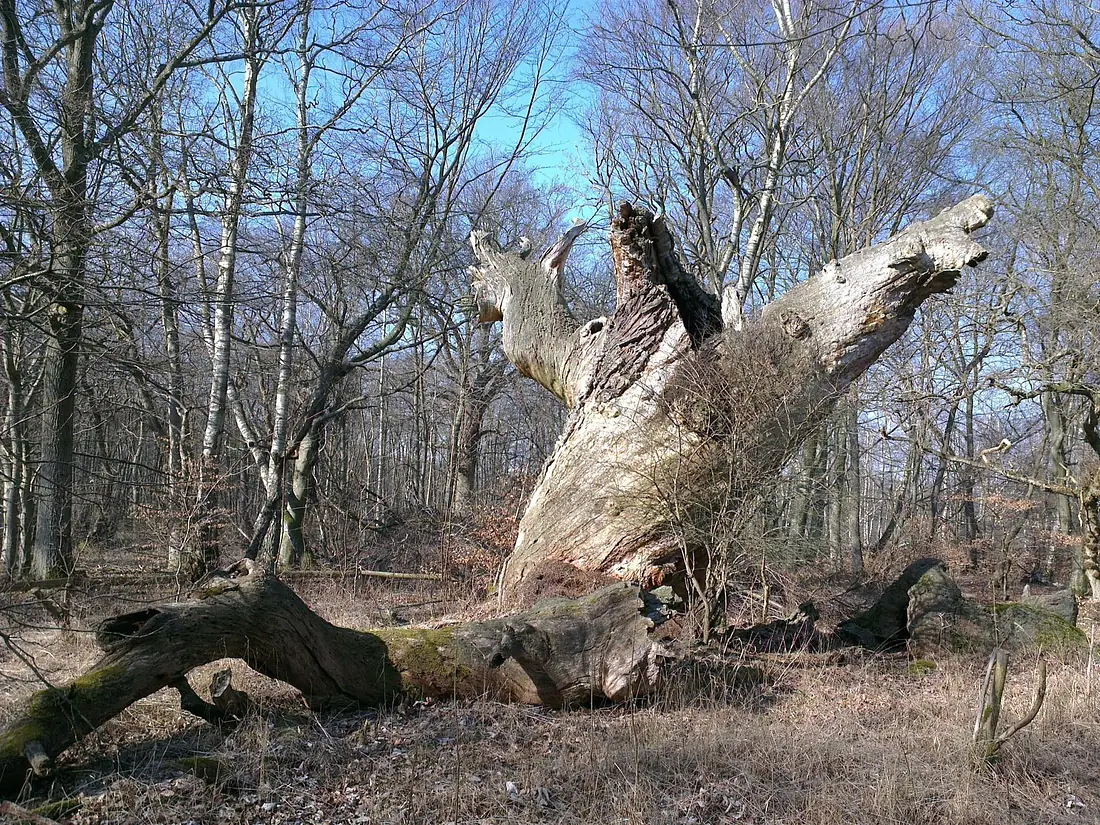 Snoegen i Jægerspris Nordskov - Mapillary (y83SIYcdddnCO8p6w98xNw)