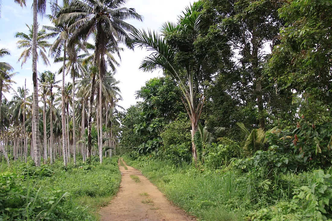 Malaita, Solomon Island (23192872852)
