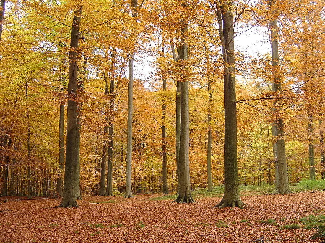 Foret de Soignes, 2007-11-04-4