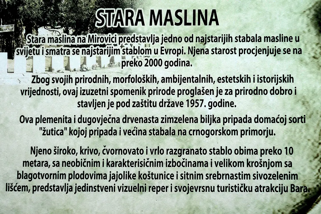 Old olive, stara maslina, info tabla
