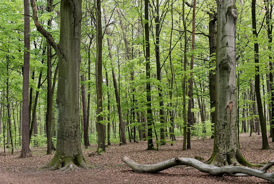 Bagienko środleśne Las Kabacki