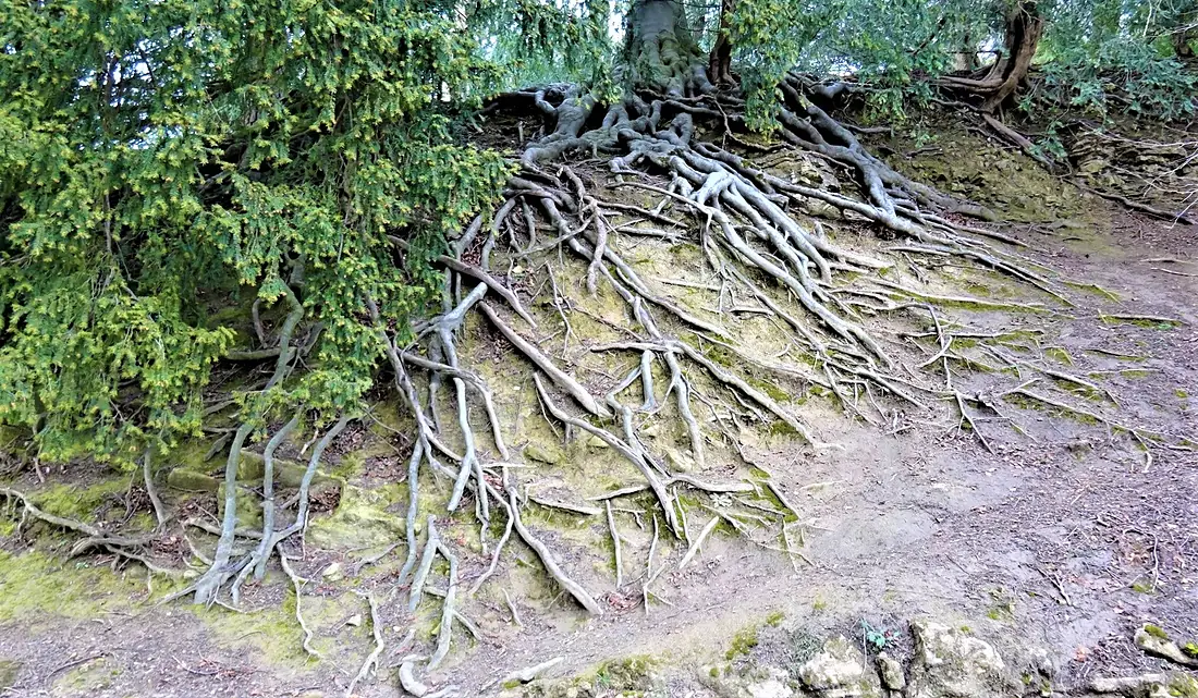 Exposed tree roots, Studley Royal, Ripon, England