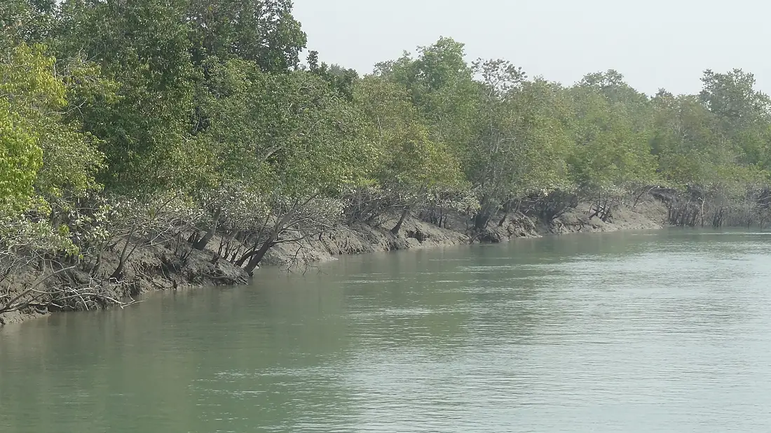 Mangrove and river in Sundarbans