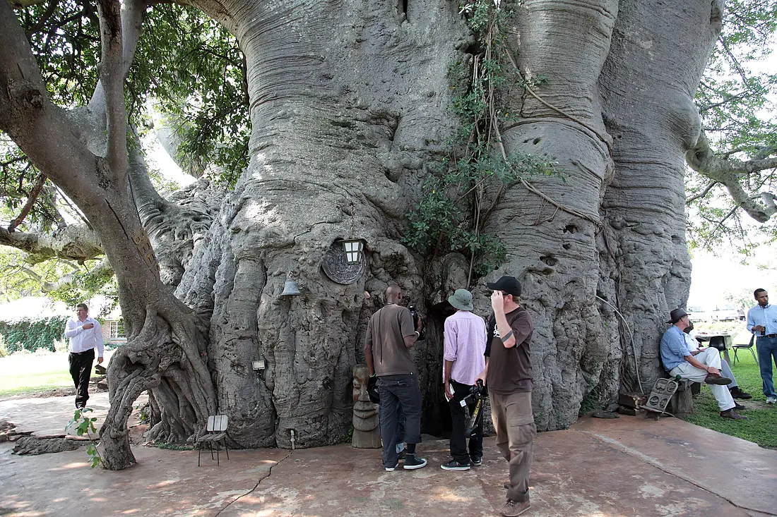 Inside the Sunland Baobab tree, Limpopo, South Africa (5613332104)
