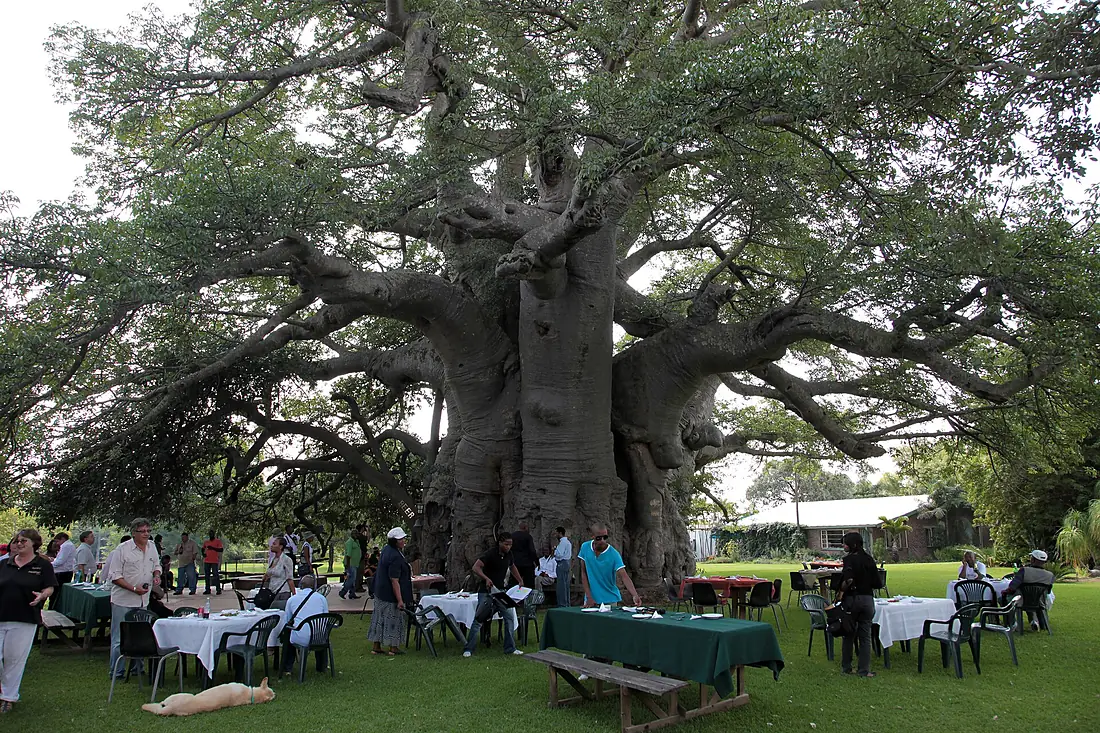Sunland Baobab, Limpopo, South Africa (5613316944)