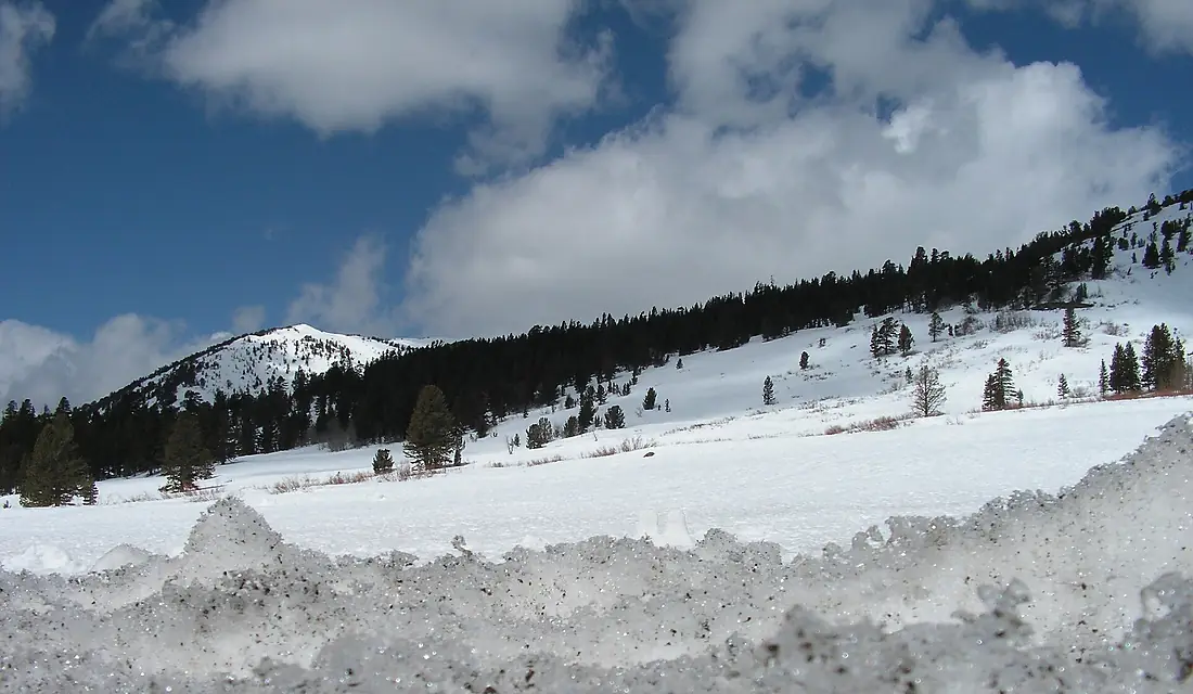 Snowy hillside in Tahoe National Forest