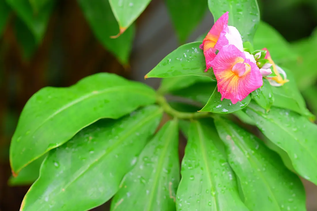 2019 Costus fissiligulatus at Taipei Botanical Garden B