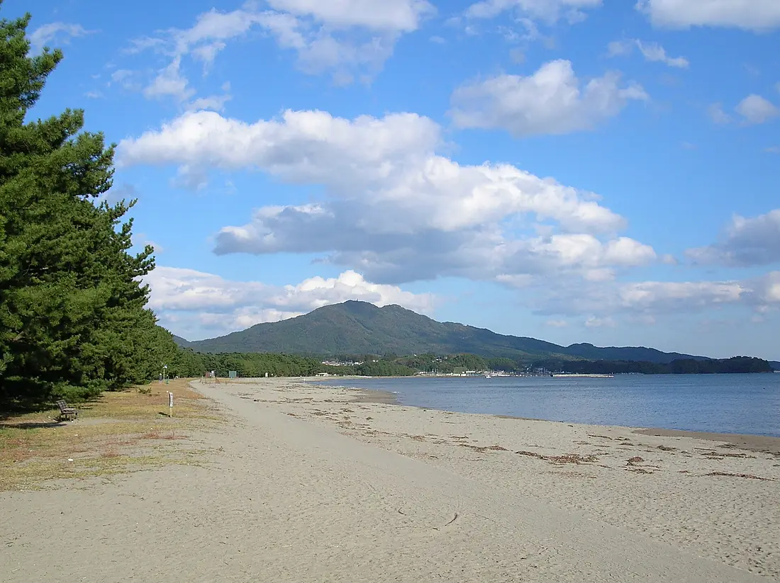 Another miracle pine tree in Rikuzentakata