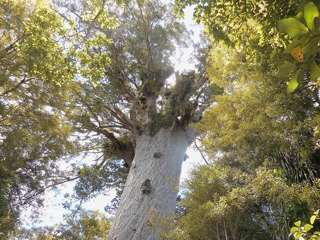 Kiekie Tane Mahuta 2