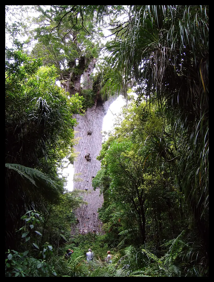 Tane Mahuta (Lord of the Forest)