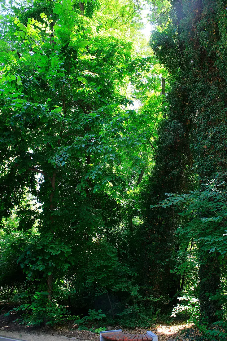 A green wall