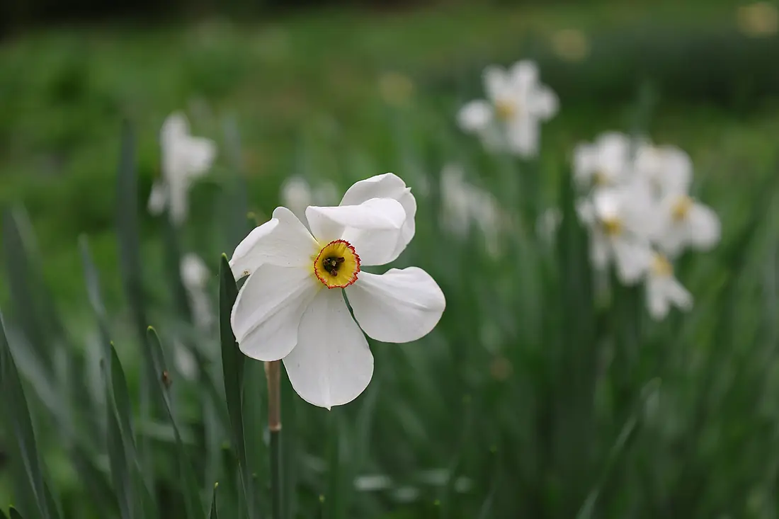 A Narcissus in the Tashkent Botanical Garden