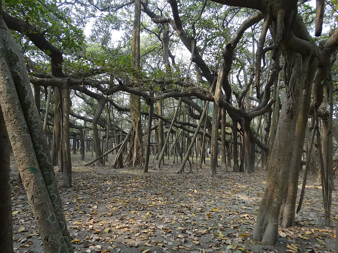 Banyan tree (Ficus benghalensis)