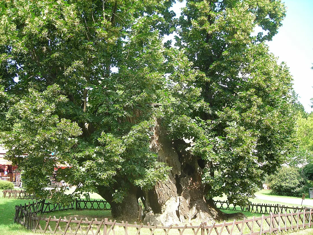 Bojnice - Lipa kráľa Mateja 4912