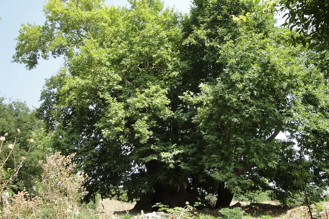 Skhtorashen, Platane tree 2000 years old - panoramio