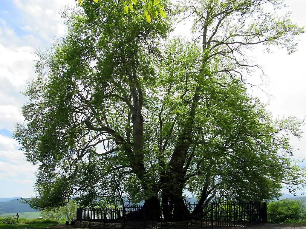 Skhtorashen Tree (37047433333)