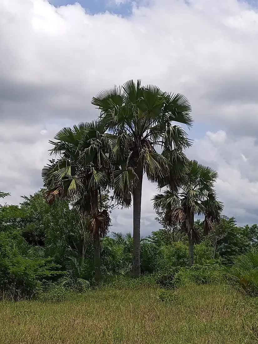 Borassus flabellifer dans le complexe forestier de Togodo au Togo 02