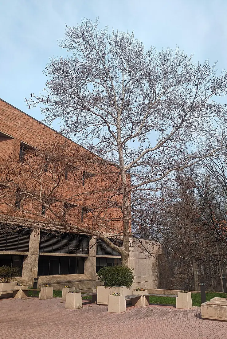 Tree of Hippocrates at USUHS