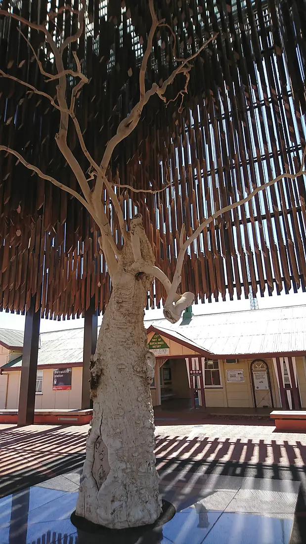 Tree of Knowledge and curtilage Barcaldine QLD 01