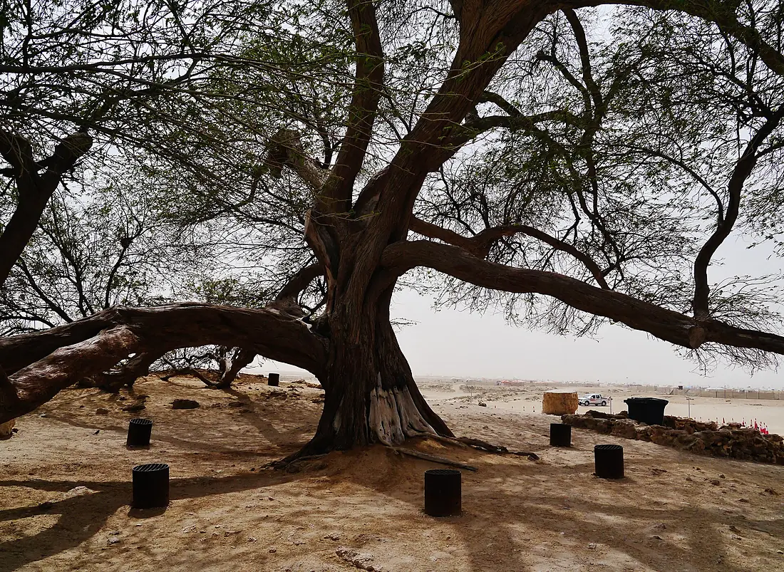 Bahrain Tree of Life 20