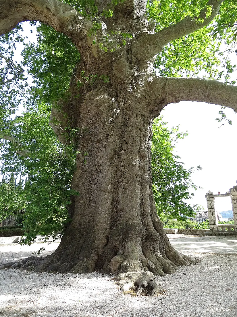 2018 The massive plane tree Trsteno HR