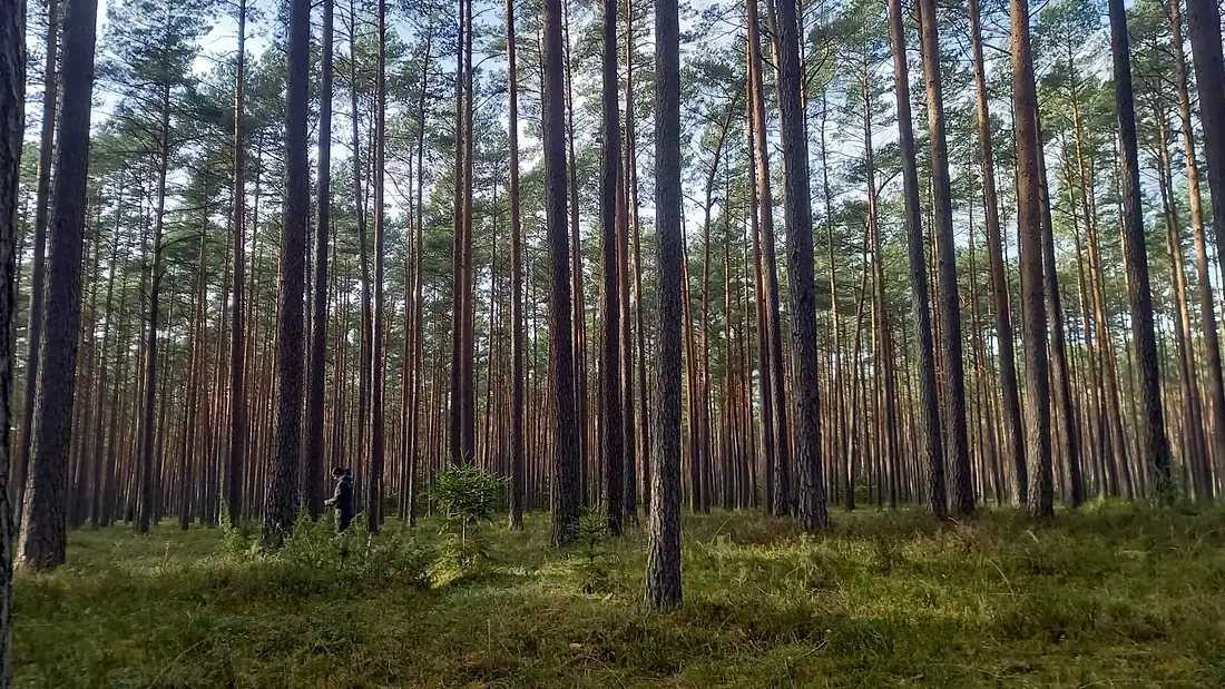 A person in Tuchola Forest in Poland