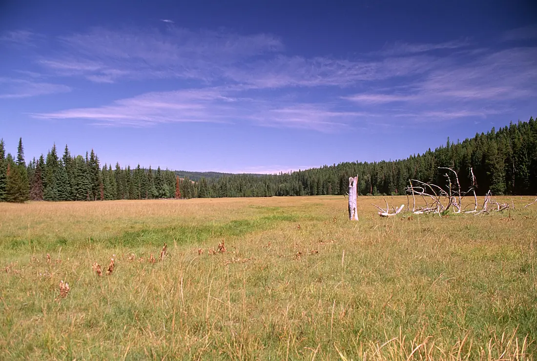 Desolation Meadows, Umatilla National Forest (36044538224)