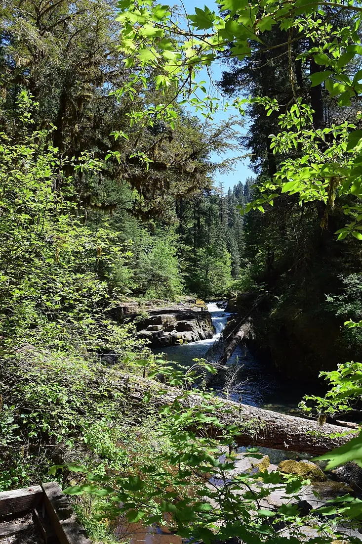 Beaver Swamp Trail, Rogue-Umpqua Divide Wilderness, Umpqua National Forest (39602075691)
