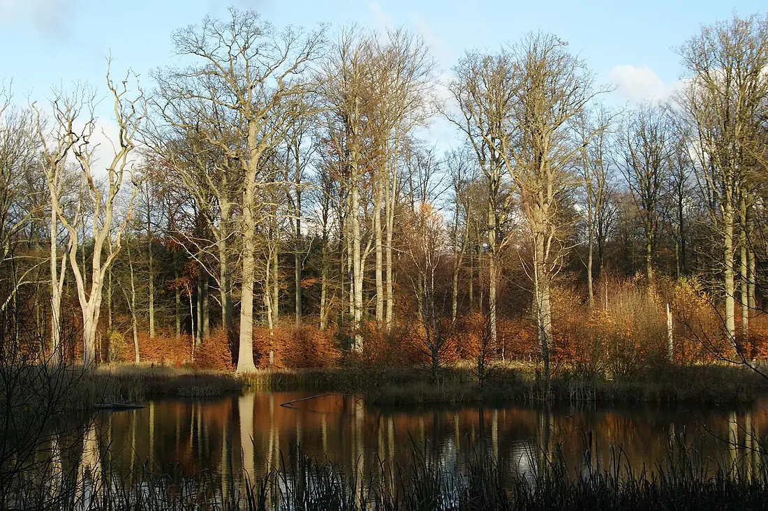 Autumn sun - Valby Hegn in November - panoramio