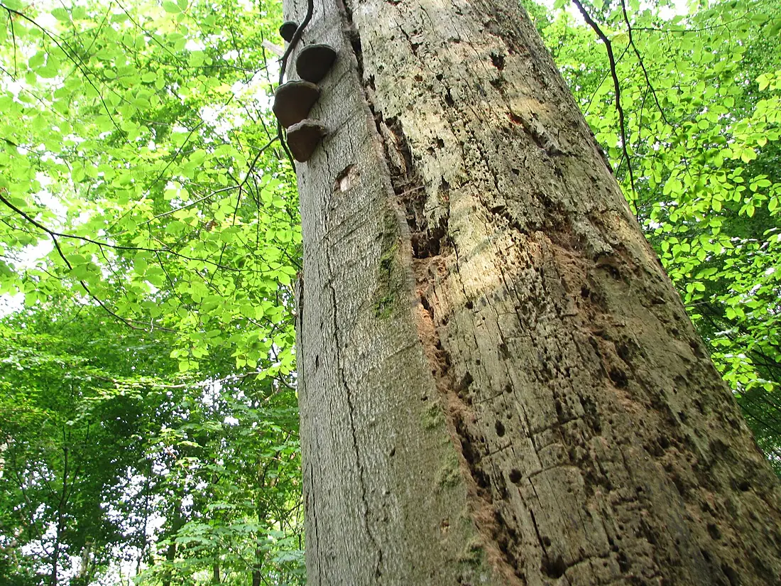 Valby Hegn alte Buche 1+