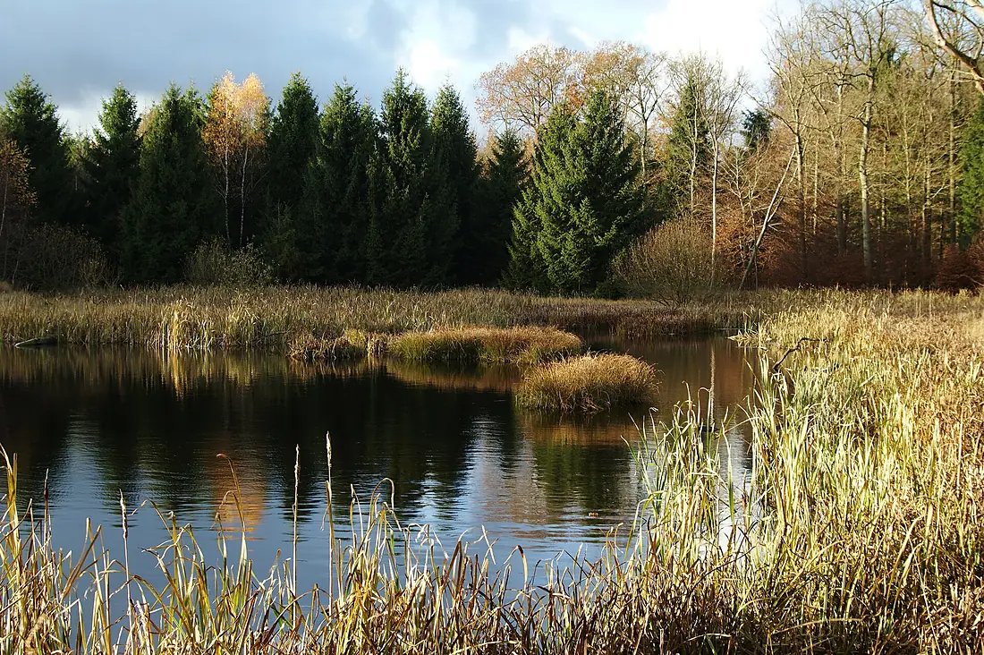 I skovens dybe stille ro - In the deep quiet of the forest - Flickr - Cederskjold - The Dane