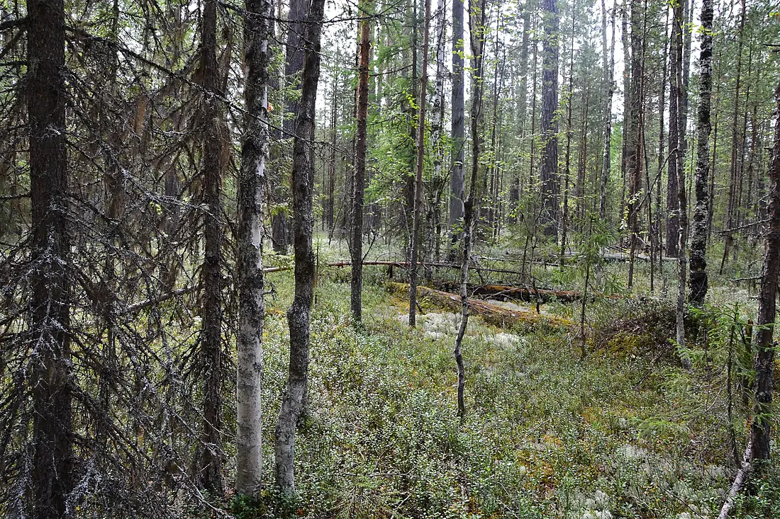 Komi Virgin Forests